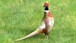 Common Pheasant male making a loud call [upl. by Reisman773]