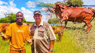 How He Became One of the Biggest Cattle Breeders in Zimbabwe Africa [upl. by Fe]