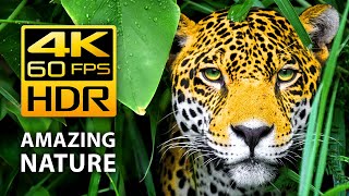 Amazing Colors of Nature in 4K HDR 60fps  Tropical Animals and Relaxing Music [upl. by Rehnberg]