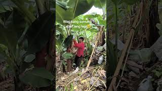 Hwag sumuko sa hamon Ng Buhay farmerslife mecmecfarmer [upl. by Boeke]