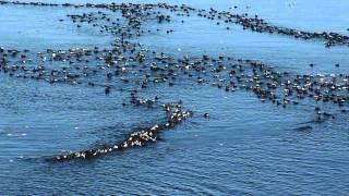 Eider ducks off the coast of Tilting Newfoundland [upl. by Nelyt]