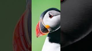 Puffins bestkept secrets unveiled [upl. by Elden]