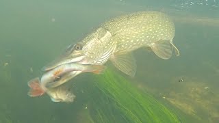 Amazing Pike Attacks Of 2021 [upl. by Bender]