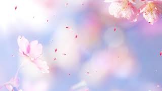 Romantic flower background petals falling video [upl. by Skill]