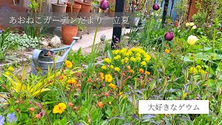 【あおねこガーデンだより14】56立夏 大好きなゲウムの開花庭仕事→バラの芽欠き光合成細菌の葉面散布5月上旬の北海道ガーデン ガーデニングvlog gardening 庭のある暮らし [upl. by Attenauq]