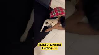 Mukul Or Simba Ki Fighting😅 sonadey mukulsona shorts mukulgain comedy youtubeshorts [upl. by Miran]