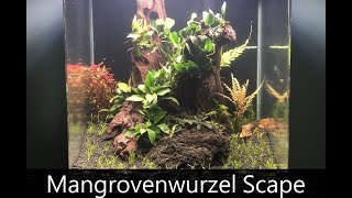 Mangrovenwurzel Aquarium  Einrichtungsvideo [upl. by Barbabas]