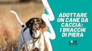 Cani da caccia adozioni  KURZHAAR BRACCHI SETTER  Lovemypets Italy [upl. by Lennej]