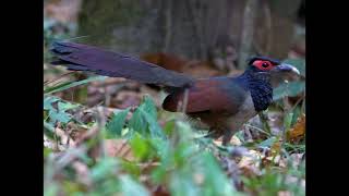 Neomorphus rufipennis Rufous winged Ground Cuckoo [upl. by Ynohtn481]