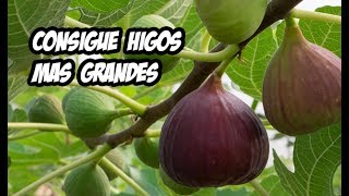 5 Consejos para unos Higos mas Grandes  Huerta Orgánica [upl. by Enelrak]