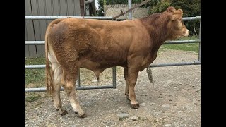 LOT 44  GAEC DU MARRONNIER  86 LATHUS [upl. by Herc]