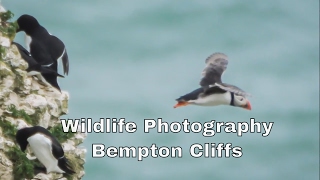 Gannets and Puffins Bempton Cliffs [upl. by Niledam]