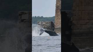 A whale came into the Piscataqua River today to eat all the pogies shorts nature fishing [upl. by Jablon]