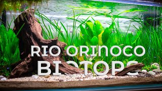 Rio Orinoco Biotope  Low Tech Aquascape [upl. by Javler]