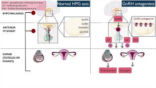 Gonadotropinreleasing hormone GnRH antagonists [upl. by Knighton]