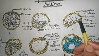 Gastrulation in Amphioxus  gastrulation [upl. by Ettevad]