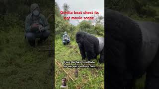 gorillashortfeedwildlifeloinsshortvideoanimalstigernaturetourismviralvideohunting [upl. by Eihctir285]