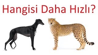 Çita ve Dünyanın En Hızlı Köpeği [upl. by Brothers]