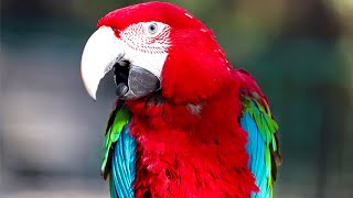 Scarlet macaw Natural sounds [upl. by Orsay945]