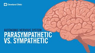 The Autonomic Nervous System Sympathetic vs Parasympathetic Explained [upl. by Ahsienyt]