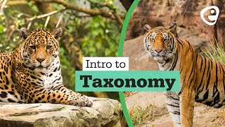 Introduction to Taxonomy [upl. by Nylirahs]