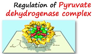 Regulation of pyruvate dehydrogenase complex [upl. by Riti]