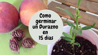 COMO GERMINAR UN DURAZNO EN 15 DIAS  How to germinate a peach tree from seed in 15 days [upl. by Grogan]