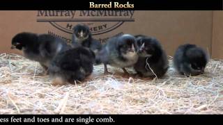 Barred Rock Chicks [upl. by Maram197]