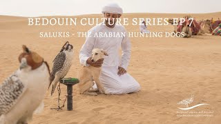 Bedouin Culture Series EP 7 Salukis The Arabian Hunting Dogs [upl. by Nnahsal993]