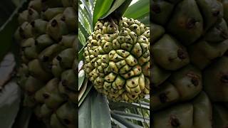 தாழம்பூ✨ தாழைமரம்🌳 தாழை காய்🍍 thalampoo shorts exotic flowers yt pandanus video fruit ytfeed [upl. by Aerised]