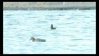 Ferruginous Ducks Shawell Leics and West Deeping Lincs 14924 [upl. by Aoniak]