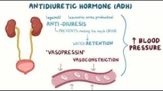 Renal Pharmacology2 MBBS 2nd Year Pharmacology [upl. by Barncard]