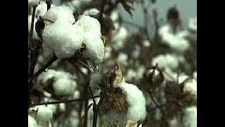 King Cotton  American History through Southern Eyes [upl. by Nawak610]