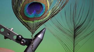 Stripping peacock quills with Barry Ord Clarke [upl. by Asselim]