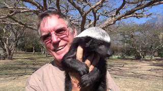 Trying to Hold A Squirmy Baby Honey Badger  Meet Julius  Moholoholo Rehab Centre South Africa [upl. by Takeshi]