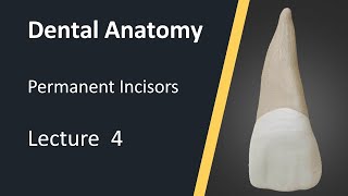 Dental Anatomy  Maxillary Central Incisors [upl. by Aicila]