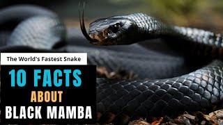 10 INTERESTING FACTS ABOUT BLACK MAMBA SNAKE [upl. by Donahoe]