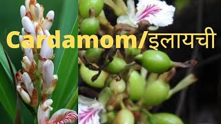 cardamom plant care tips Is it fruitful to plant in North India  इलायची cardamom elayechi [upl. by Castera526]