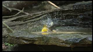 Prothonotary Warbler Bathing [upl. by Susejedairam965]