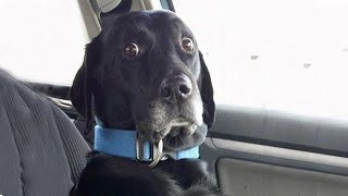 When Dogs Realizing Theyre Going to the Vet  Funniest Reaction [upl. by Philemon]