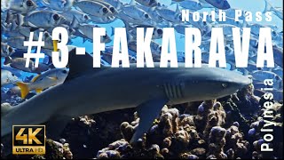 Tahiti 3  Dive in the Fakarava North Pass Atoll of Fakarava Tuamotu Archipelago  4k  Showreel [upl. by Feigin]