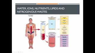 MHS HSC Biology  Forms substances are carried in blood [upl. by Itnaihc]