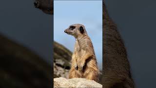 Meet the Meerkats  Fun Facts and Adventures [upl. by Dez]