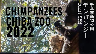 How did Gigio learn to make a nest誰からベッド作りを学んだのか？｜Chimpanzees Chiba Zoo 2022｜千葉市動物公園チンパンジー2022年映像記録 [upl. by Bannerman331]