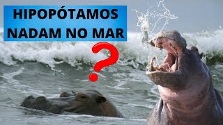 HIPOPÓTAMOS SABEM NADAR VEJA COMO UM DOS MAIORES ANIMAIS TERRESTRES DO MUNDO VIVE NA ÁGUA [upl. by Riek]