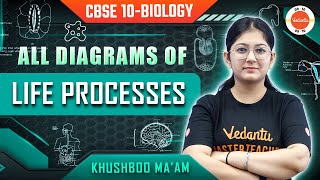 All Diagrams of Life Processes  Class 10 Biology  Science  CBSE Board Exam 2024 [upl. by Zonnya]