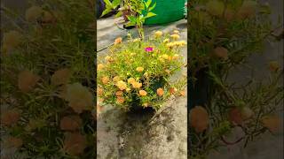 Moss rose flower plant  Terrace garden  gardening shortsfeed shorts [upl. by Josephine205]