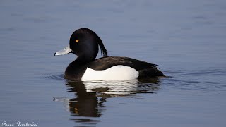 Fuligule Morillon  Tufted Duck  Aythya Fuligula [upl. by Hanas]