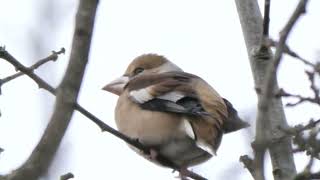 Hawfinch Rufford Country Park 20 01 2022 [upl. by Penland]