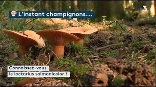 Linstant champignons  le lactarius salmonicolor [upl. by Levon]